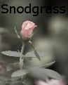 Amanda Snodgrass -  - Photography